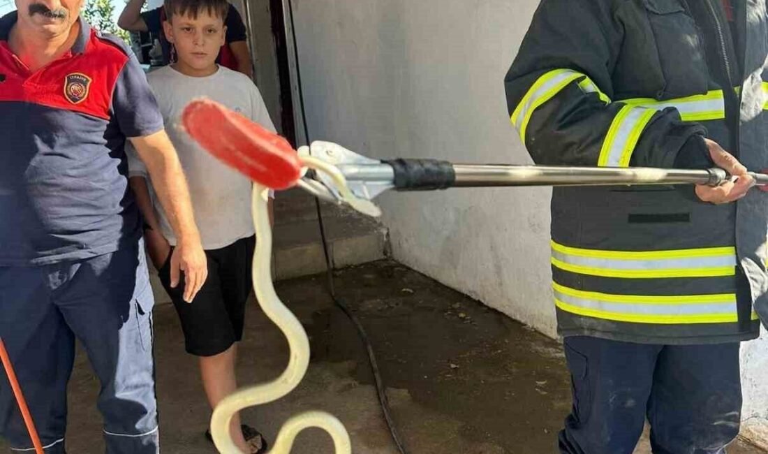 Hatay’da farklı evlere giren 2 yılan itfaiye ekipleri tarafından yakalandı.