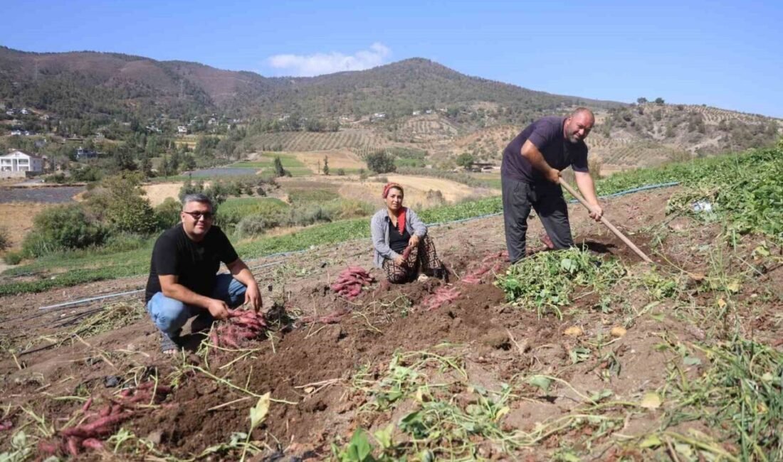 Hatay’da ismi gibi tadıyla dikkat çeken şifa deposu tatlı patatesin