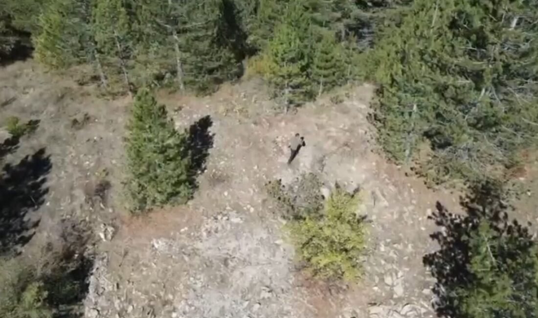 Isparta’nın Eğirdir ilçesinde Doğa Koruma ve Milli Parklar (DKMP) Şefliği,