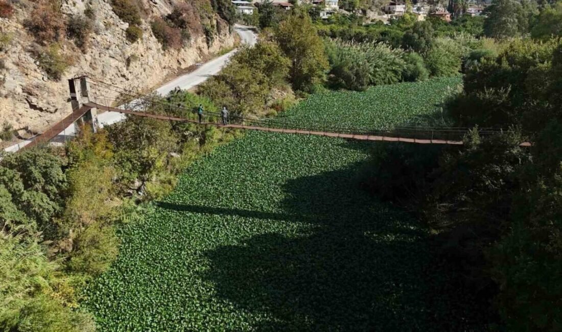 Hatay’da görünümüyle dikkat çeken ve boyları 1 metreyi bulan su