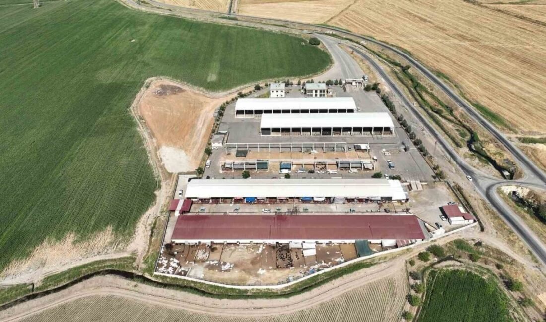 Kahramanmaraş Büyükşehir Belediyesi, şap hastalığı nedeniyle geçici olarak kapatılan canlı