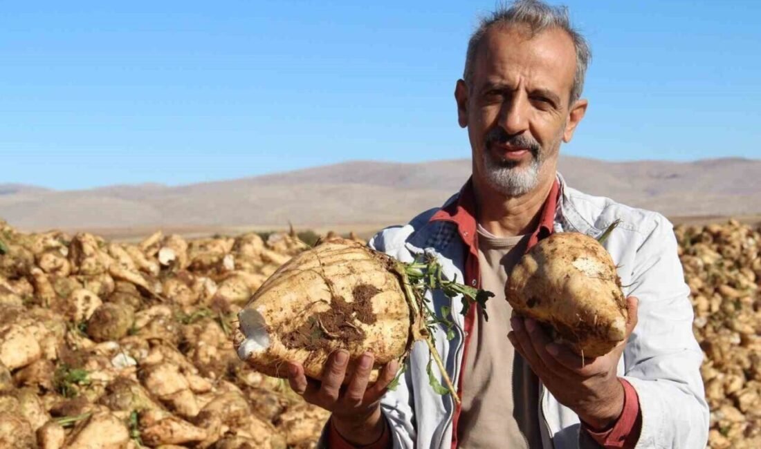 Kahramanmaraş’ta şeker pancarı söküm işlemi başladı. Birçok ilde olduğu gibi