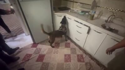 Hatay’da kasa içine saklanmış 10 kilogram ağırlığındaki 60 bin adet