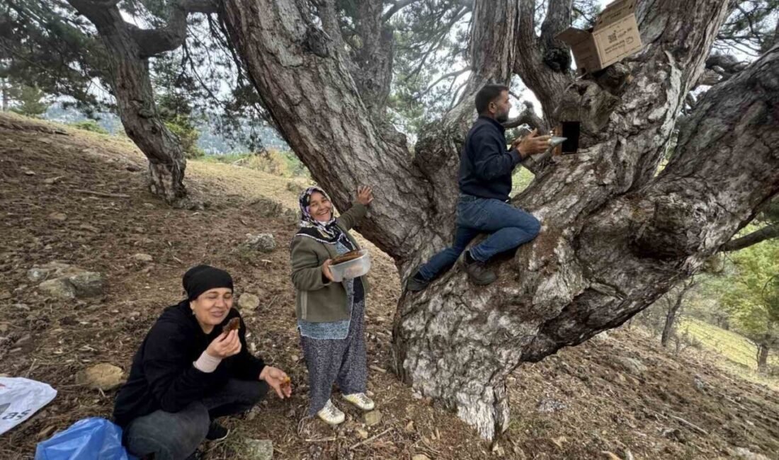 Antalya’nın Akseki ilçesinde yaşayan arıcılar, kovanlarından kaçan firari arıların doğal