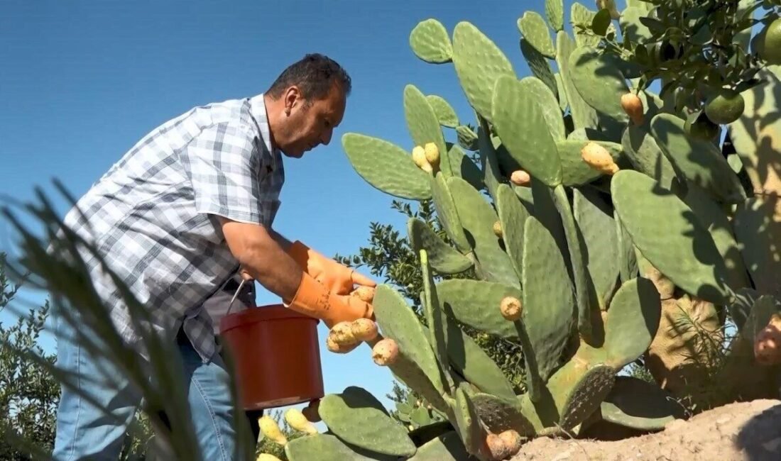 Mersin’de sulama imkanı az olan bölgelerde yetiştirilen dikenli incirde hasat