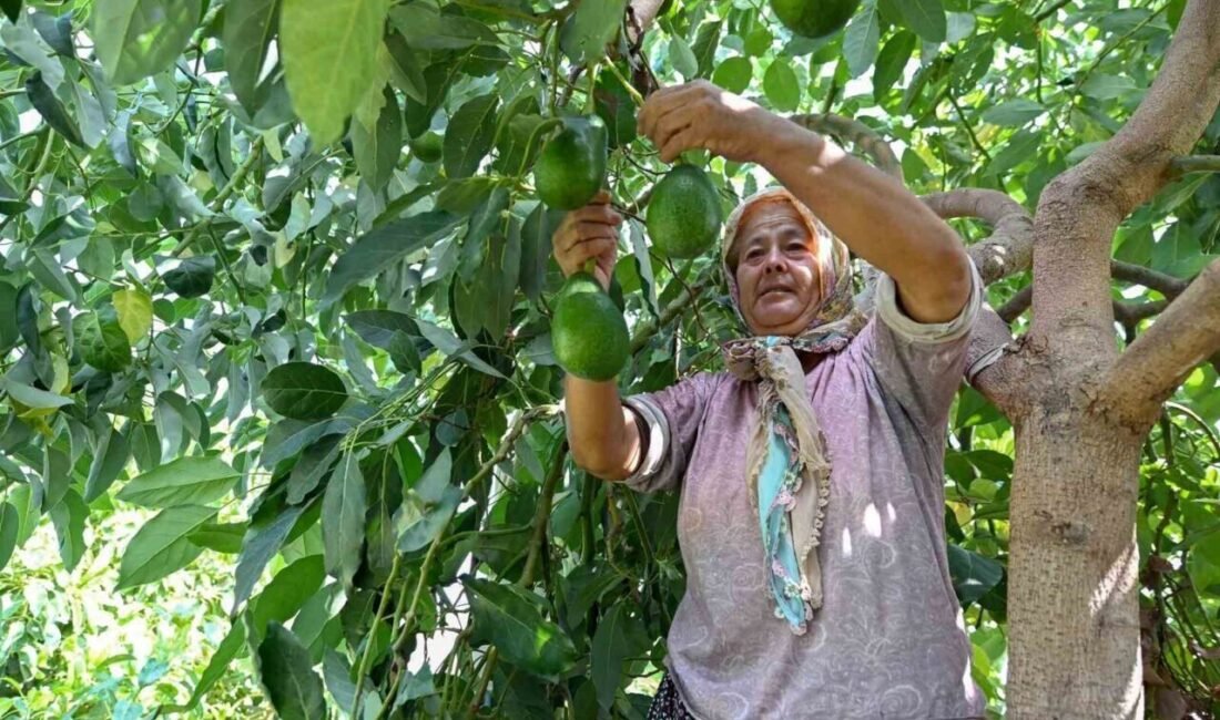 Mersin Büyükşehir Belediyesi, tarımsal kalkınma projeleriyle üreticilere destek vermeye devam