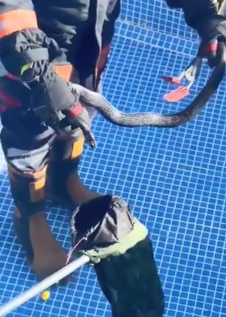 Mersin’de bir sitenin havuzuna giren karayılan itfaiye ekipleri tarafından yakalanarak