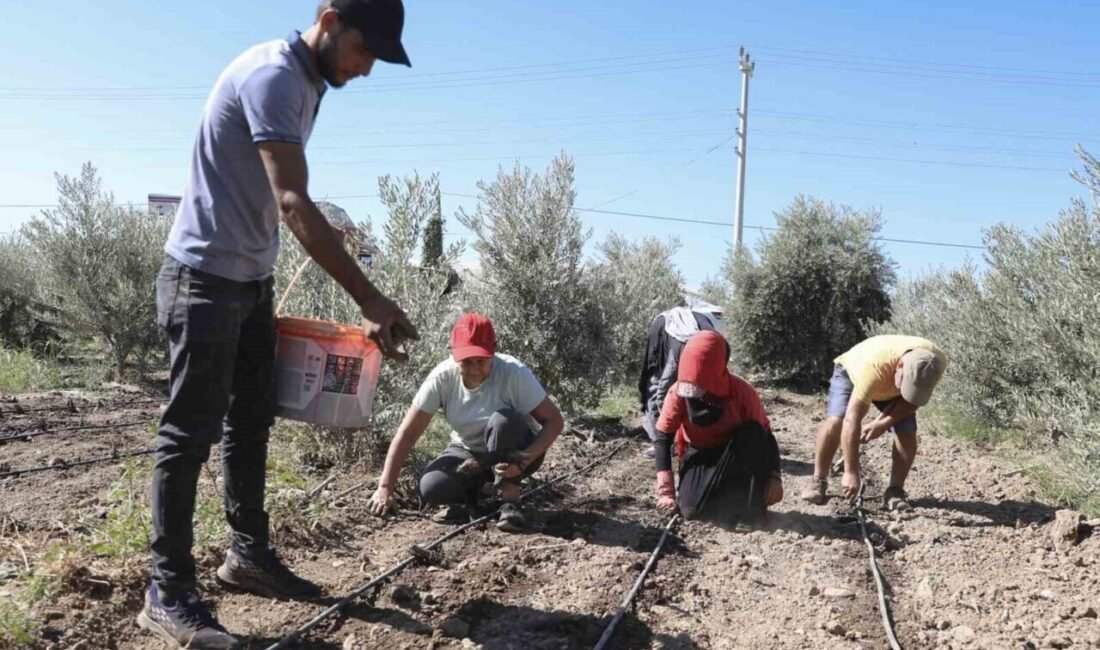 Mersin Büyükşehir Belediyesi, tarımsal üretimi canlandırmak ve üreticilere yeni gelir