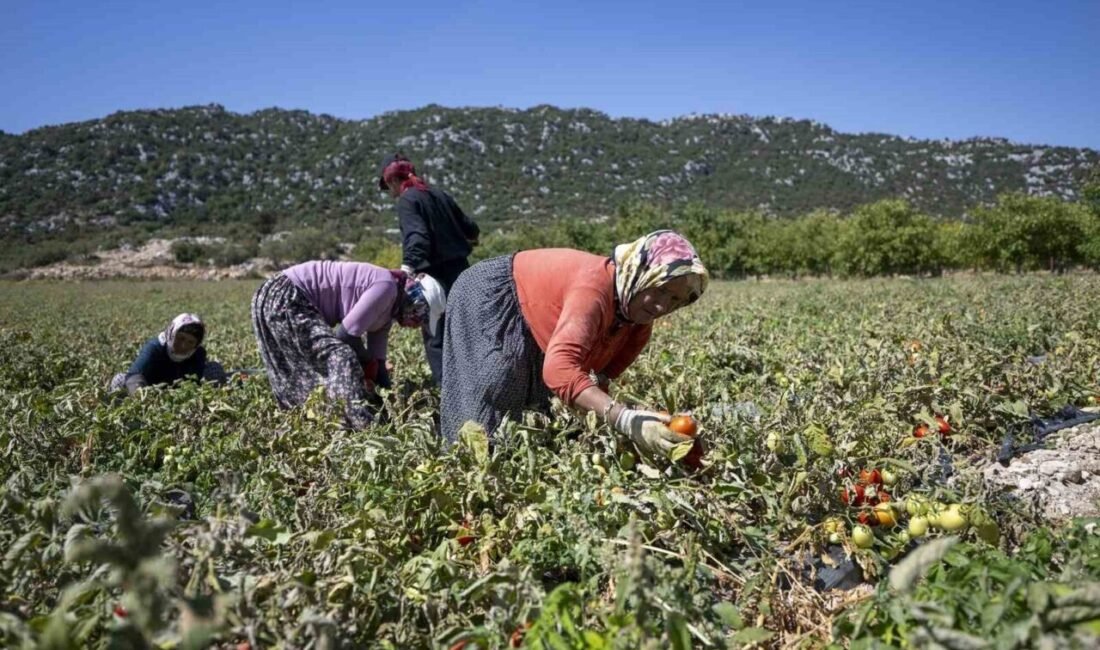 Mersin Büyükşehir Belediyesi, tarımsal üretimi desteklemeye yönelik projelerine bir yenisini