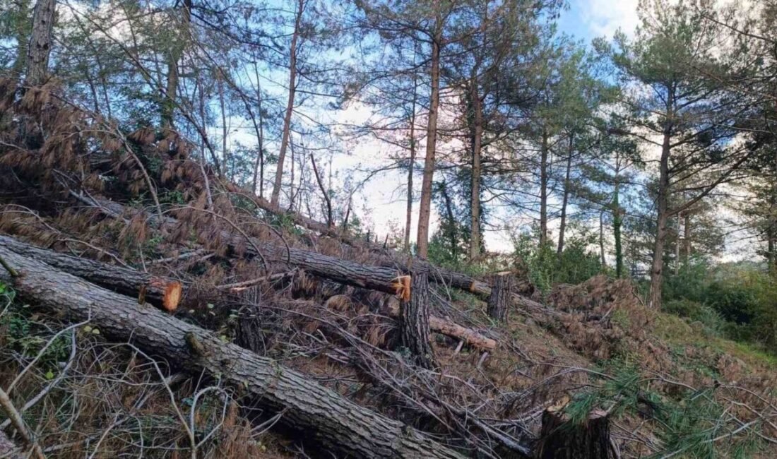 Hatay’da Amanos Dağları eteklerinde kesilmiş halde bulunan 20 kızılçam ağacıyla