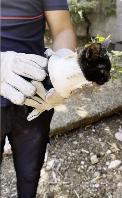Osmaniye’de plastik kapağa sıkışan yavru kedi, itfaiye ekiplerince kurtarıldı. Edinilen