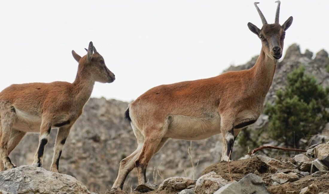 Adana’nın Pozantı ilçesinde yiyecek arayan yaban keçileri kartpostallık görüntüler sundu.