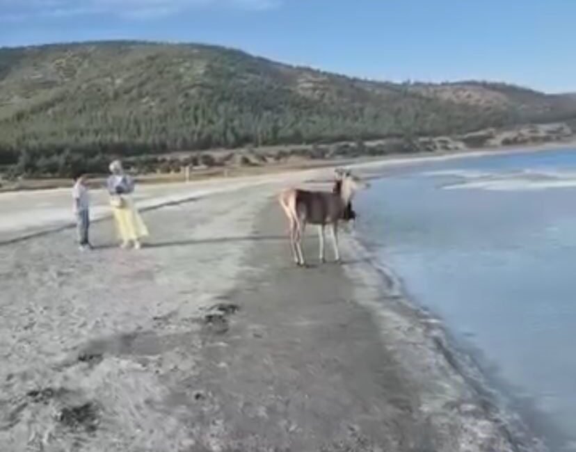 Burdur’un Yeşilova ilçesinde bulunan Salda Gölü çevresinde yaşayan ve gölün