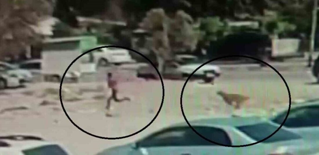 Hatay’ın Hassa ilçesinde sayıları 10’u bularak grup halinde kent merkezinde