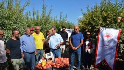 Antalya’nın Serik ilçesinde nar hasadına başlandı. Antalya’da nar üretiminin yoğun