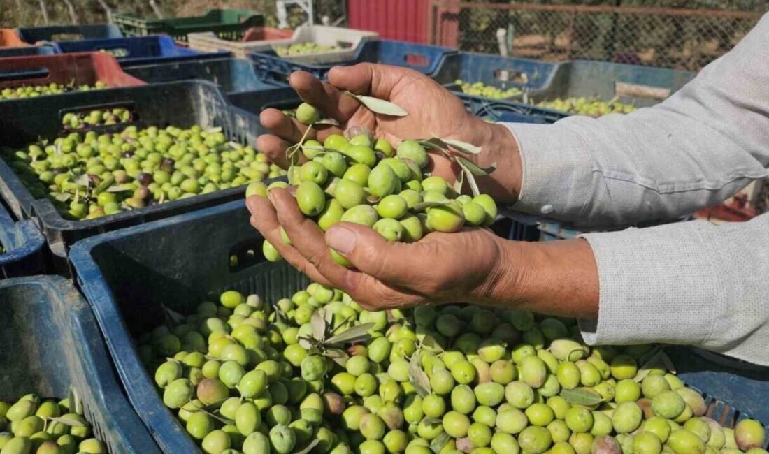 Hatay’da sofralık zeytinin hasadına başlandı. Çiftçinin umudunun yüksek olduğu ürün