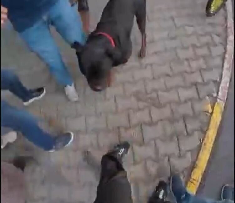 Mersin’de sahibi tarafından sokakta ağızlıklsız gezdirilen ’Rottweiler’ cinsi köpek önce
