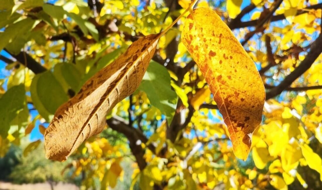Adana’da sonbaharla birlikte ağaçlarda oluşan renk cümbüşü kartpostallık görüntüler oluşturdu.