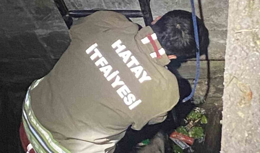 Hatay’da su dolu kuyuya düşerek mahsur kalan 2 köpeği itfaiye