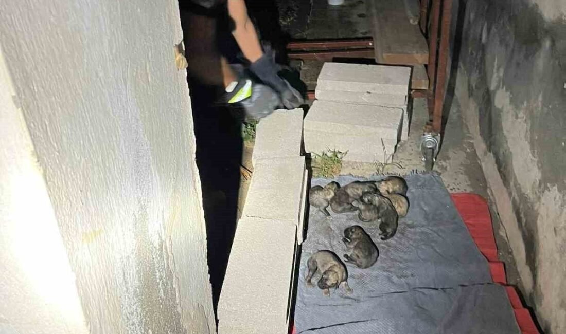 Hatay’ın Samandağ ilçesinde sulama kanalında mahsur kalan anne köpek ve