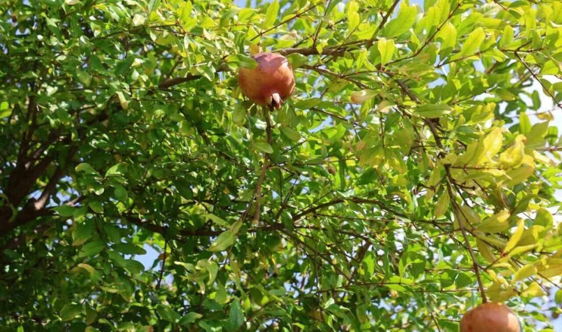 Adana’nın Kozan ilçesinde 900 rakımda yetişen ve lezzeti tescillenen Kuytucak
