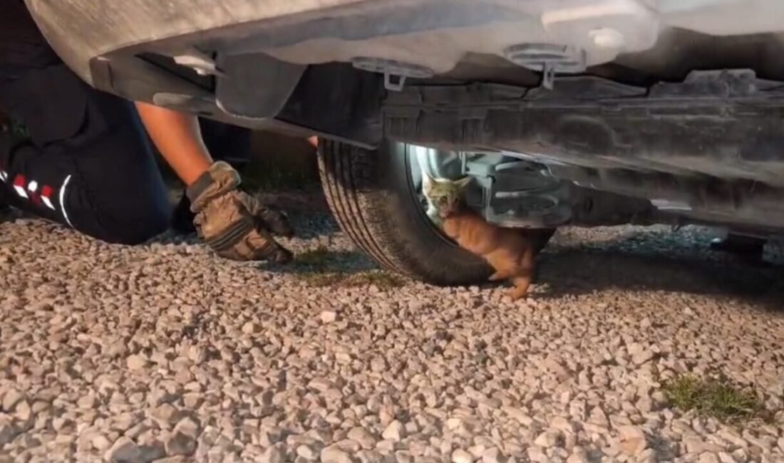 Hatay’da soğuk havada aracın motoruna sığınan yavru kedi, itfaiye ekiplerini
