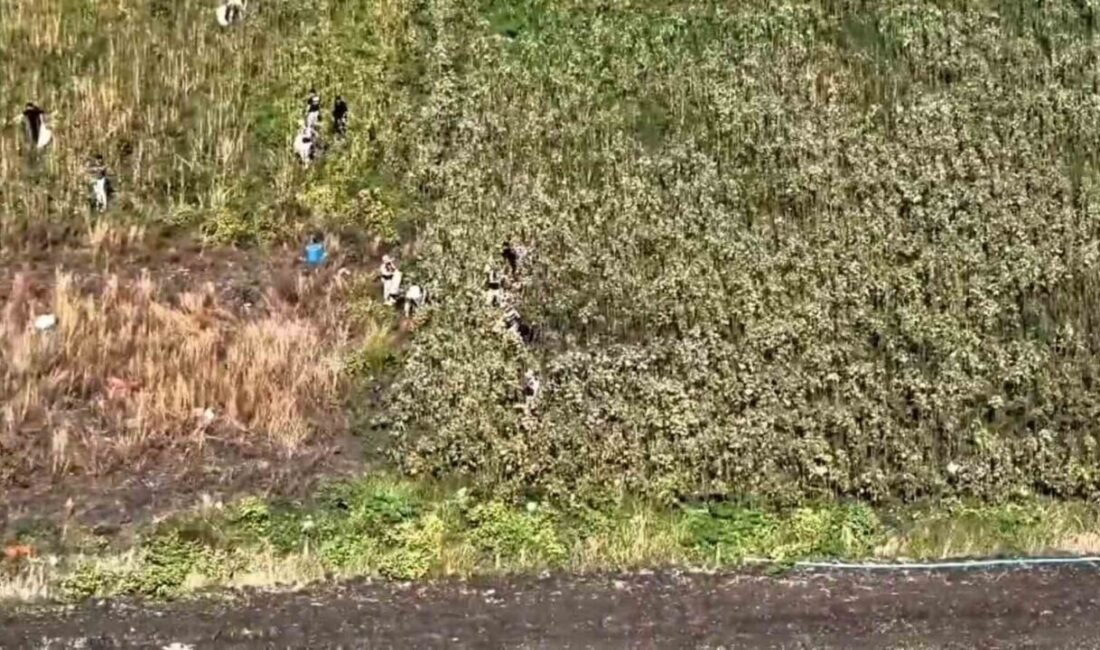 Hatay’da jandarma ekipleri tarafından gerçekleştirilen operasyonda, tarlaya ekilmiş halde bin