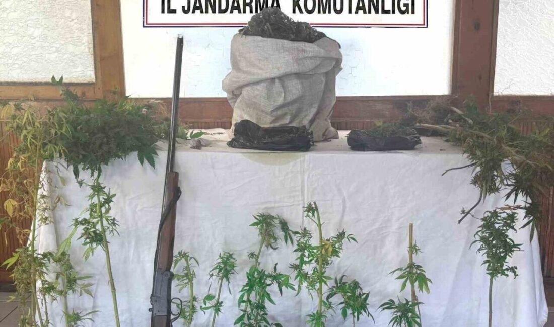Mersin’de yasadışı kenevir ekimi yapan şüpheli, 4 kilo 870 gram