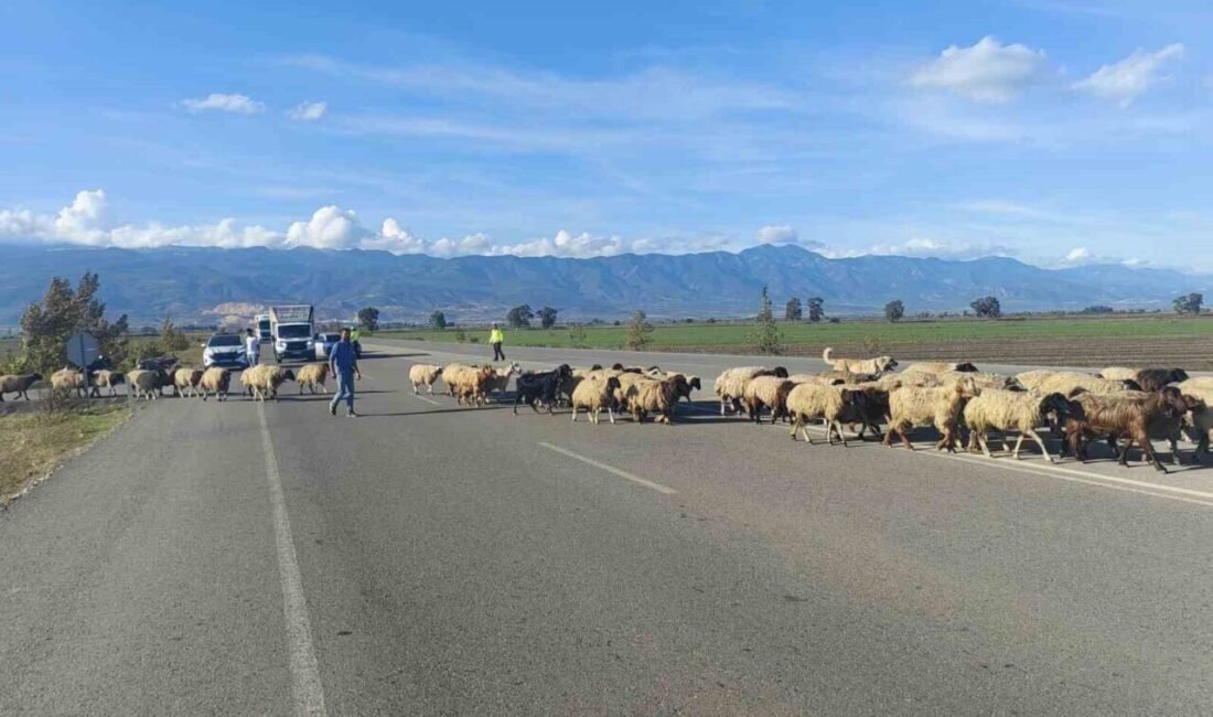 Hatay’da yayla dönüşünde kara yolunu kullanmak zorunda kalan koyun sürüsü,