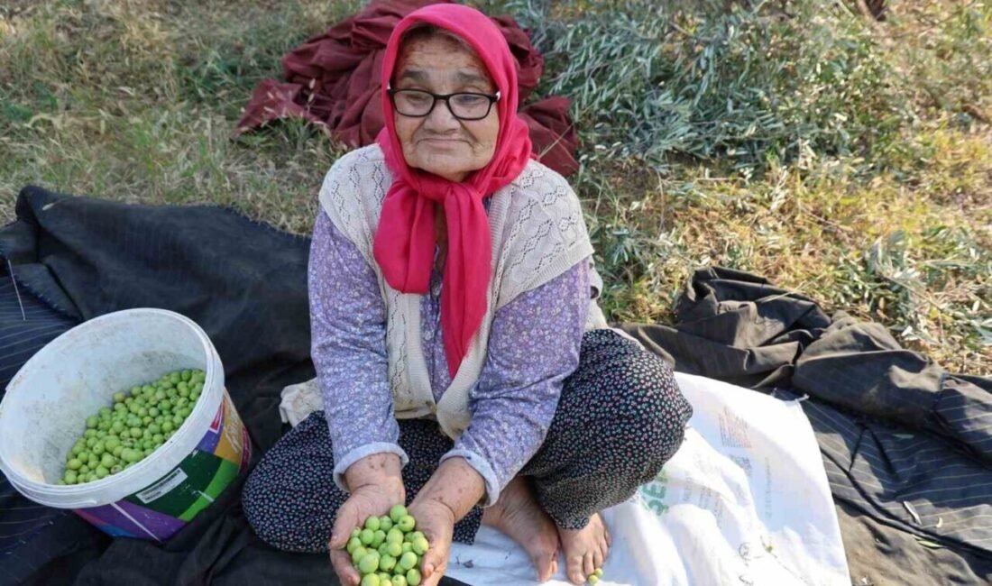 Adana’nın Kozan ilçesinde zeytin hasadı asırlık ağaçlardan ürünlerin toplanmasıyla başladı.