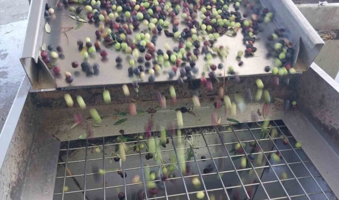 Türkiye’de zeytinyağının yüzde 20’sini karşılayan Mersin’in Mut ilçesinde üreticilerin hasadıyla