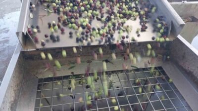 Türkiye’de zeytinyağının yüzde 20’sini karşılayan Mersin’in Mut ilçesinde üreticilerin hasadıyla