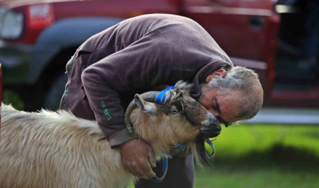 Antalya’nın Döşemealtı ilçesinde kurtların saldırısına uğrayan sürüden kurtulmak için uçuruma