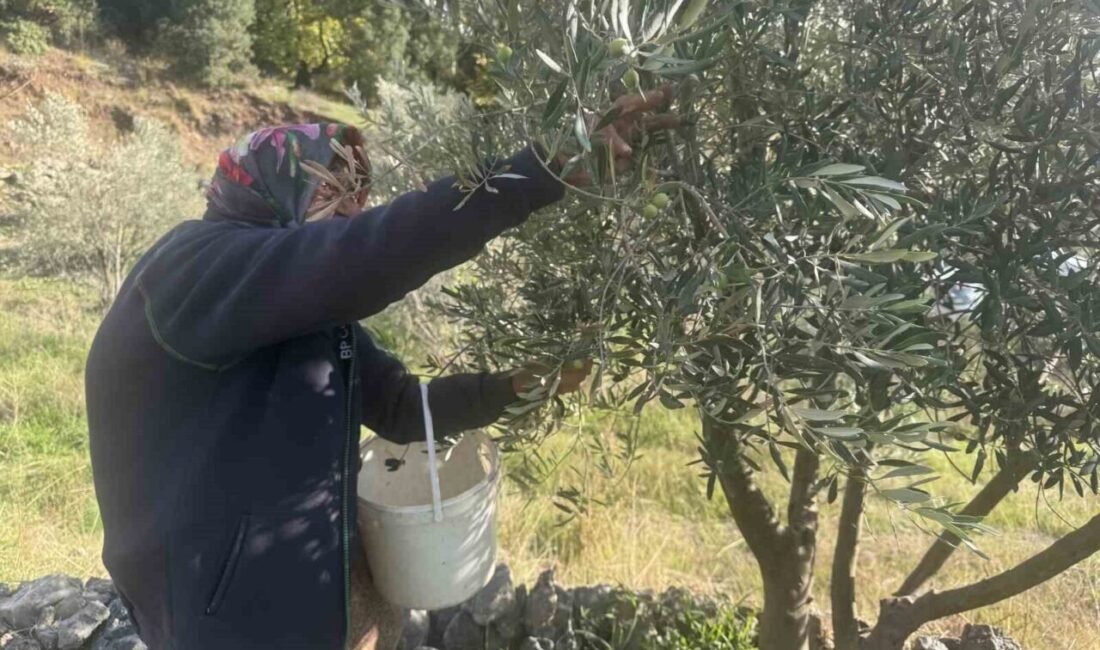 Antalya’nın Akseki ilçesi Çukurköy Mahallesi’nde yaşayan 88 yaşındaki Emine Aksoy,