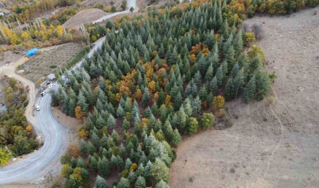 ADANA (İHA) – Adana’nın Feke ilçesinde 37 yıl önce bölgede