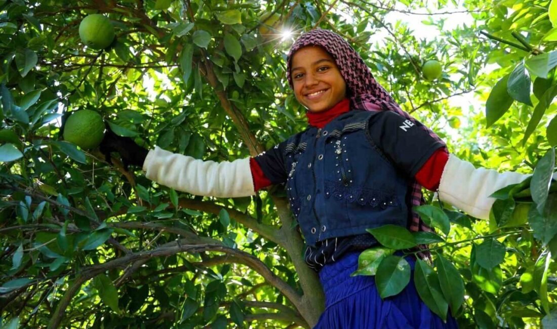 Adana’da portakal hasadı başladı, 360 bin ton rekolte bekleniyor Türkiye’nin en önemli narenciye üretim merkezlerinden Adana’da portakal hasadı başladı.