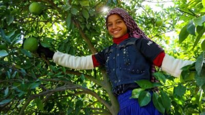 Türkiye’nin en önemli narenciye üretim merkezlerinden Adana’da portakal hasadı başladı.