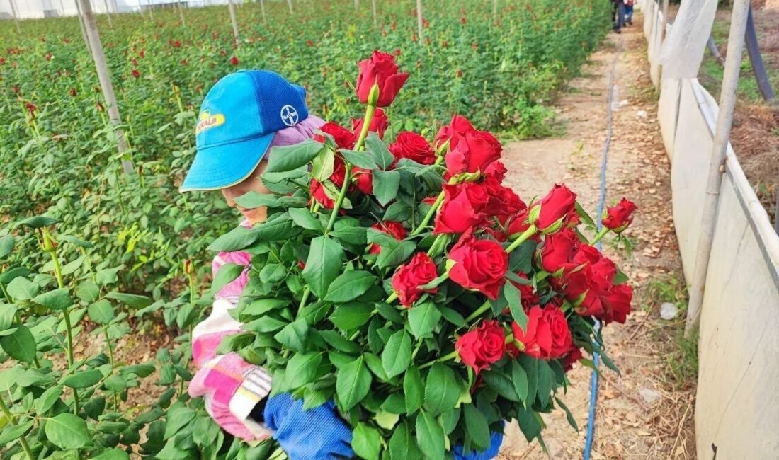 Adana’da seralarda yetişen güller hasat edilmeye başlandı. Türkiye’nin en önemli