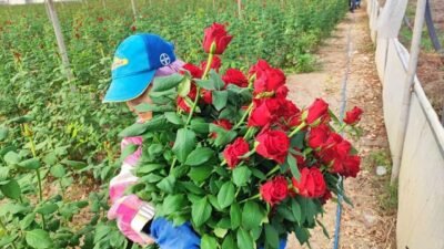 Adana’da seralarda yetişen güller hasat edilmeye başlandı. Türkiye’nin en önemli
