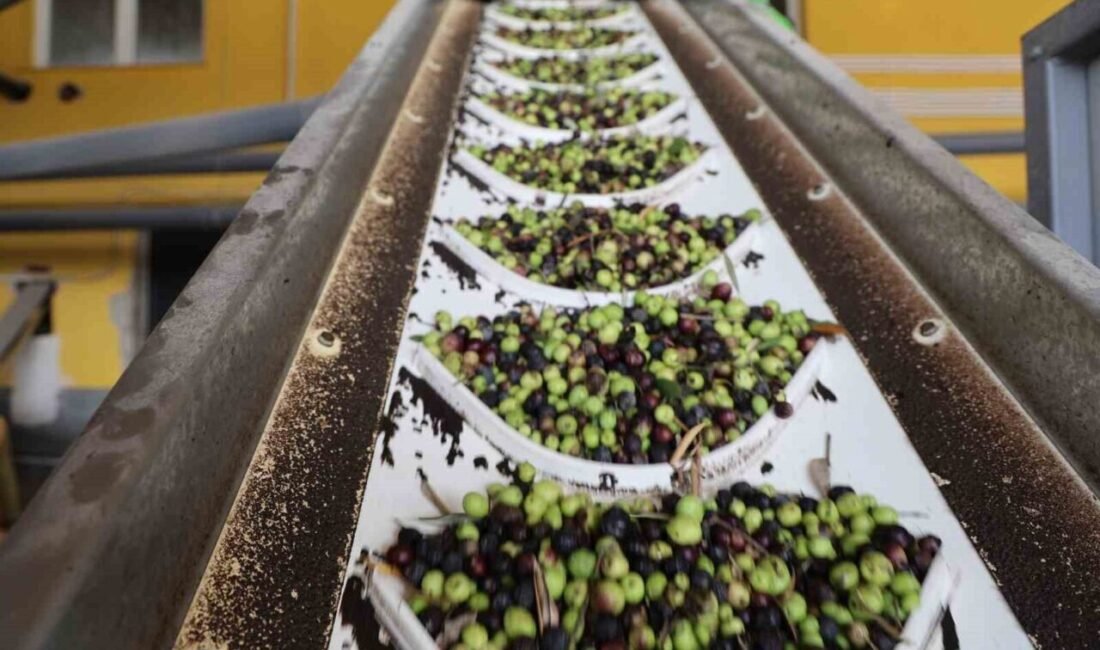 Adana’nın Kozan ilçesinde zeytin hasadının tamamlanmasının ardından fabrikalarda zeytinin yağ
