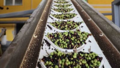 Adana’nın Kozan ilçesinde zeytin hasadının tamamlanmasının ardından fabrikalarda zeytinin yağ