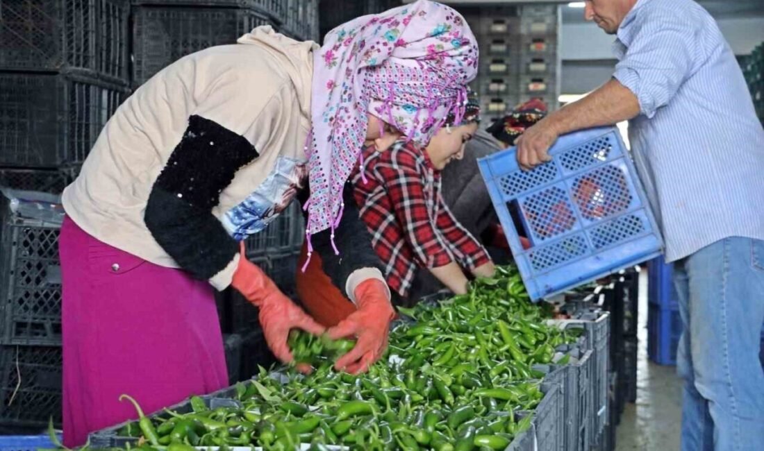 Antalya Ticaret Borsası Ekim ayı hal endeksi açıklandı Antalya hallerinde işlem gören domates, meyve ve sebze işlem miktar