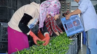 Antalya hallerinde işlem gören domates, meyve ve sebze işlem miktar