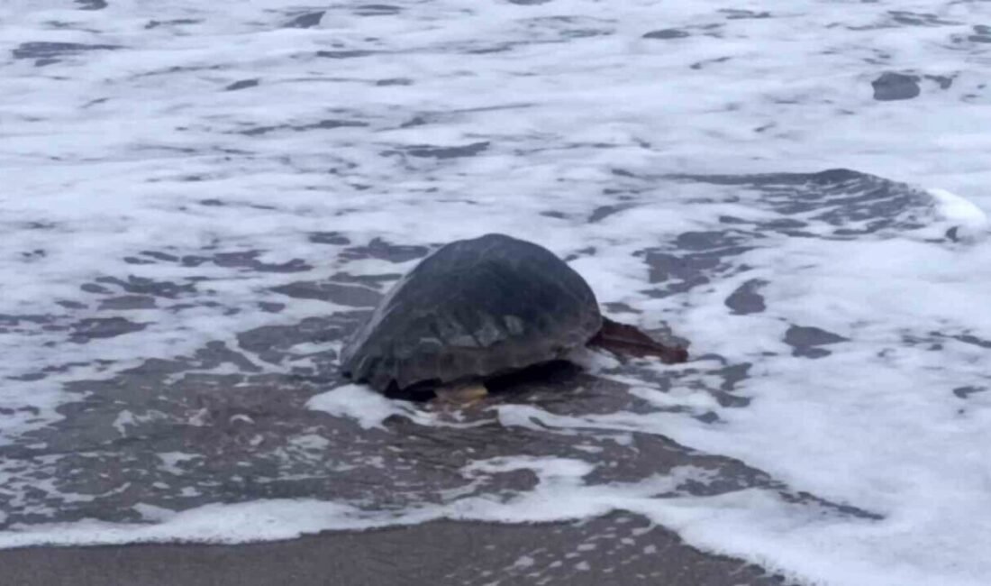 Antalya Lara sahilinde ağlara dolanmış halde bulunan Caretta caretta, deniz