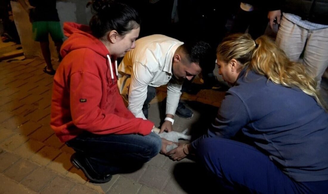 Antalya’nın Kepez ilçesinde bir evde çıkan yangında 2 kedi telef