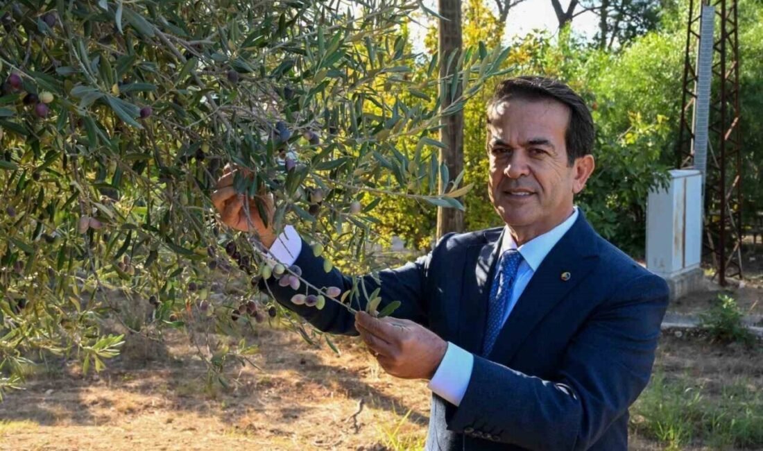 Antalya, binlerce yıllık zeytin kültürünü yaşatan topraklarında “sıvı altın” olarak