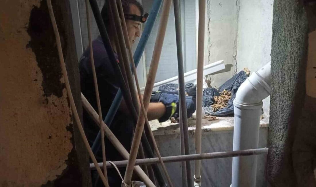 Hatay’ın Samandağ ilçesinde apartman boşluğuna düşüp mahsur kalan yavru kedi,