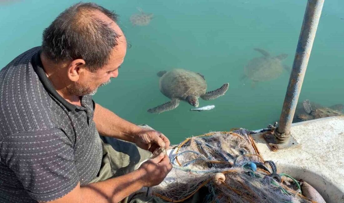 Mersin’de göç etmeyen caretta carettalar balıkçı barınağını mesken tuttu. Balıkçıların