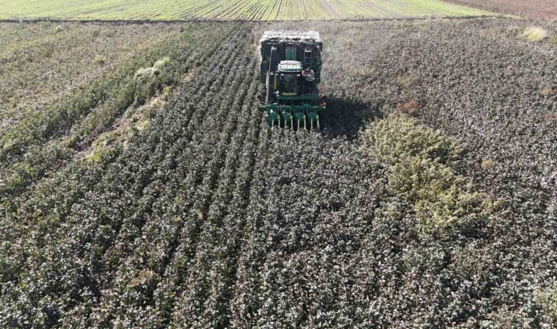 Hatay’ın bereketli toprakları olan Amik Ovası’nda ’beyaz altın’ olarak bilinen