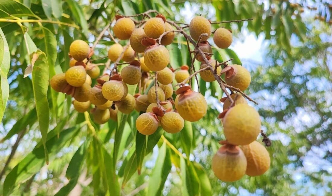 Adana’nın Ceyhan ilçesinde “Sıfır Atık” projesi kapsamında dikimi yapılan sabun